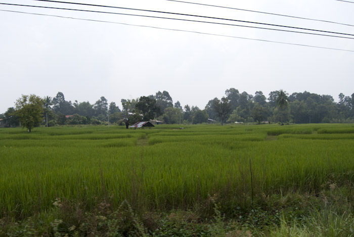 rice field with shelter