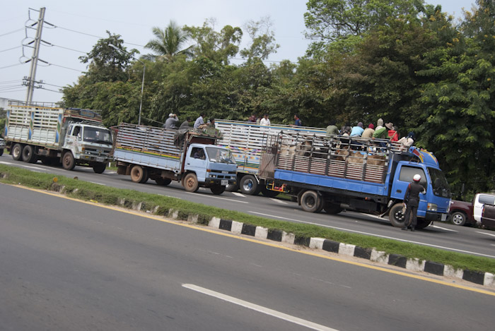 traffic leaving Ubon, with cattle trucks