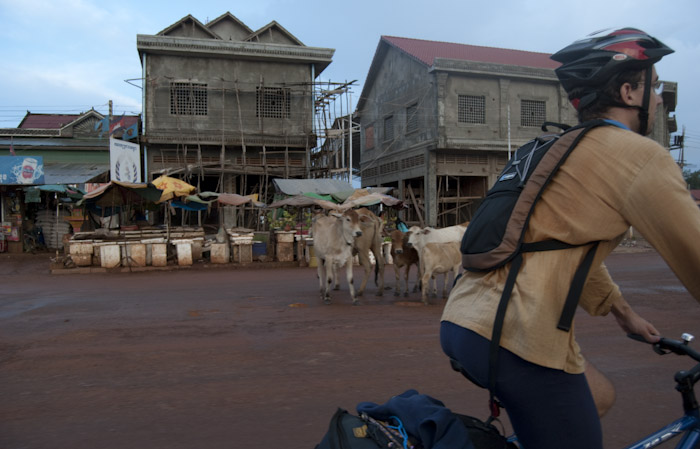 buildings with scaffolding and cows in Anlong Veng