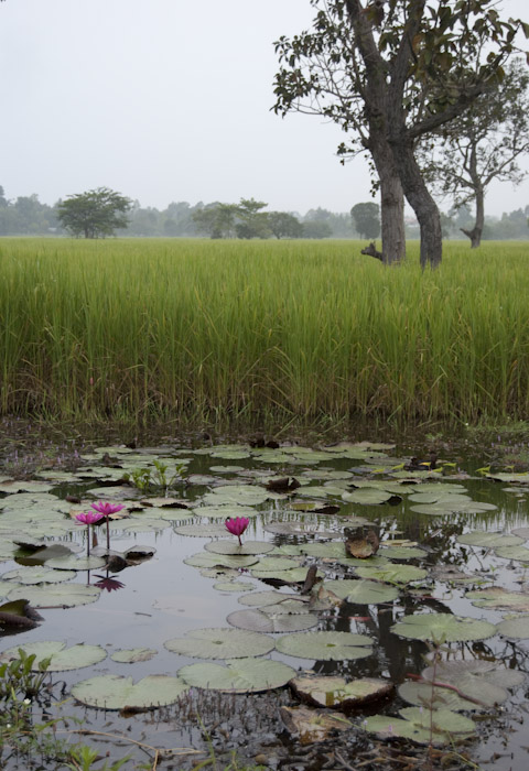 pink water lillies by the roadside