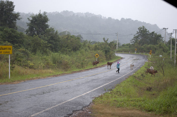 woman herding cows on a road bend