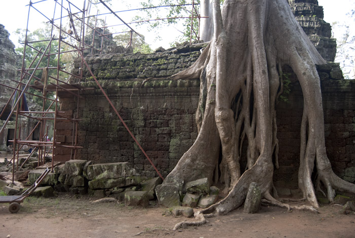 wall with tree roots and scaffolding