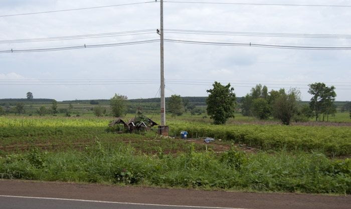 roadside shacks and plants