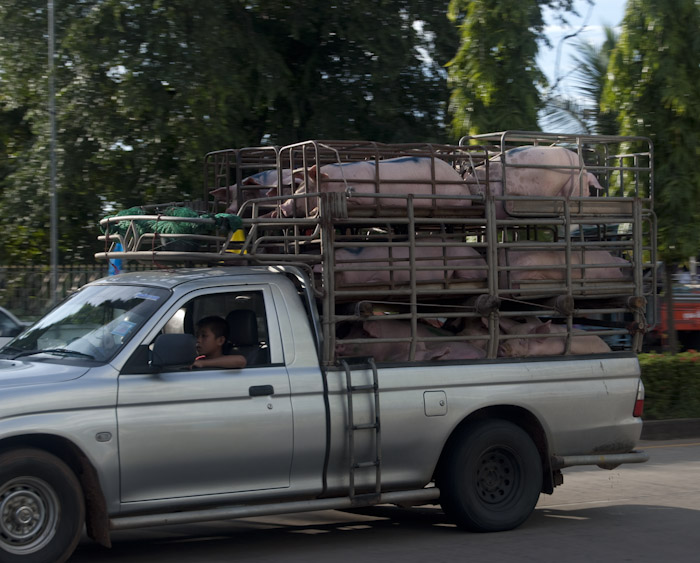 truck with pigs