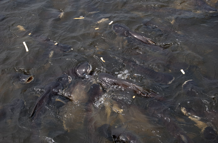 fish feeding on bread scraps