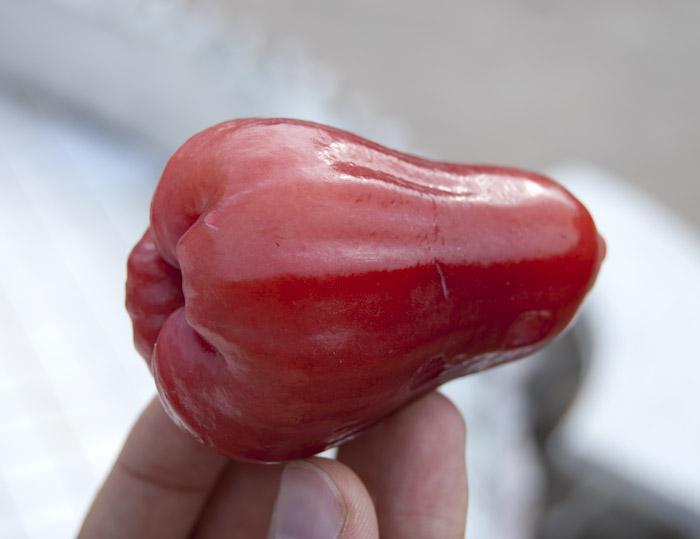 rose apple