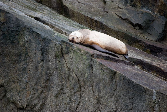 sea lion, lying down